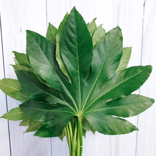 Aralia leaves – per bunch